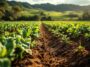 Larry Ellison in un campo agricolo alle Hawaii